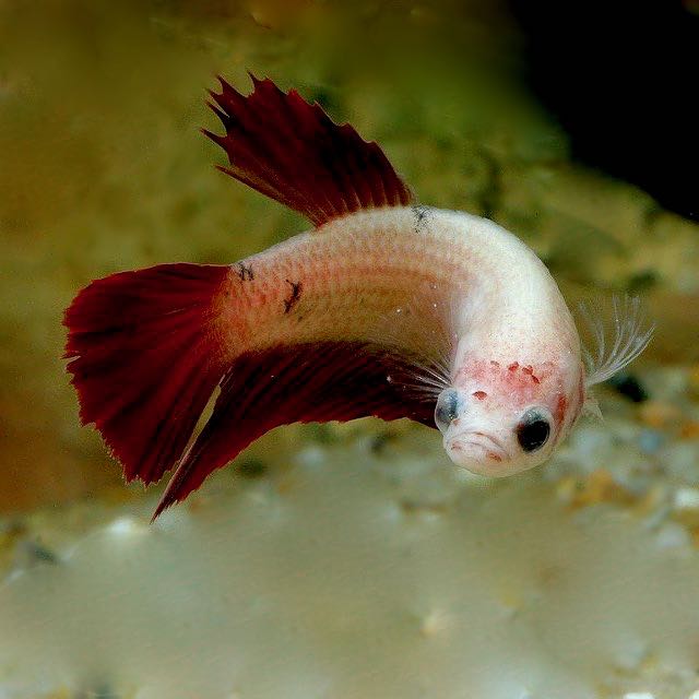 Betta splendens  Betta vrouw de luxe XL